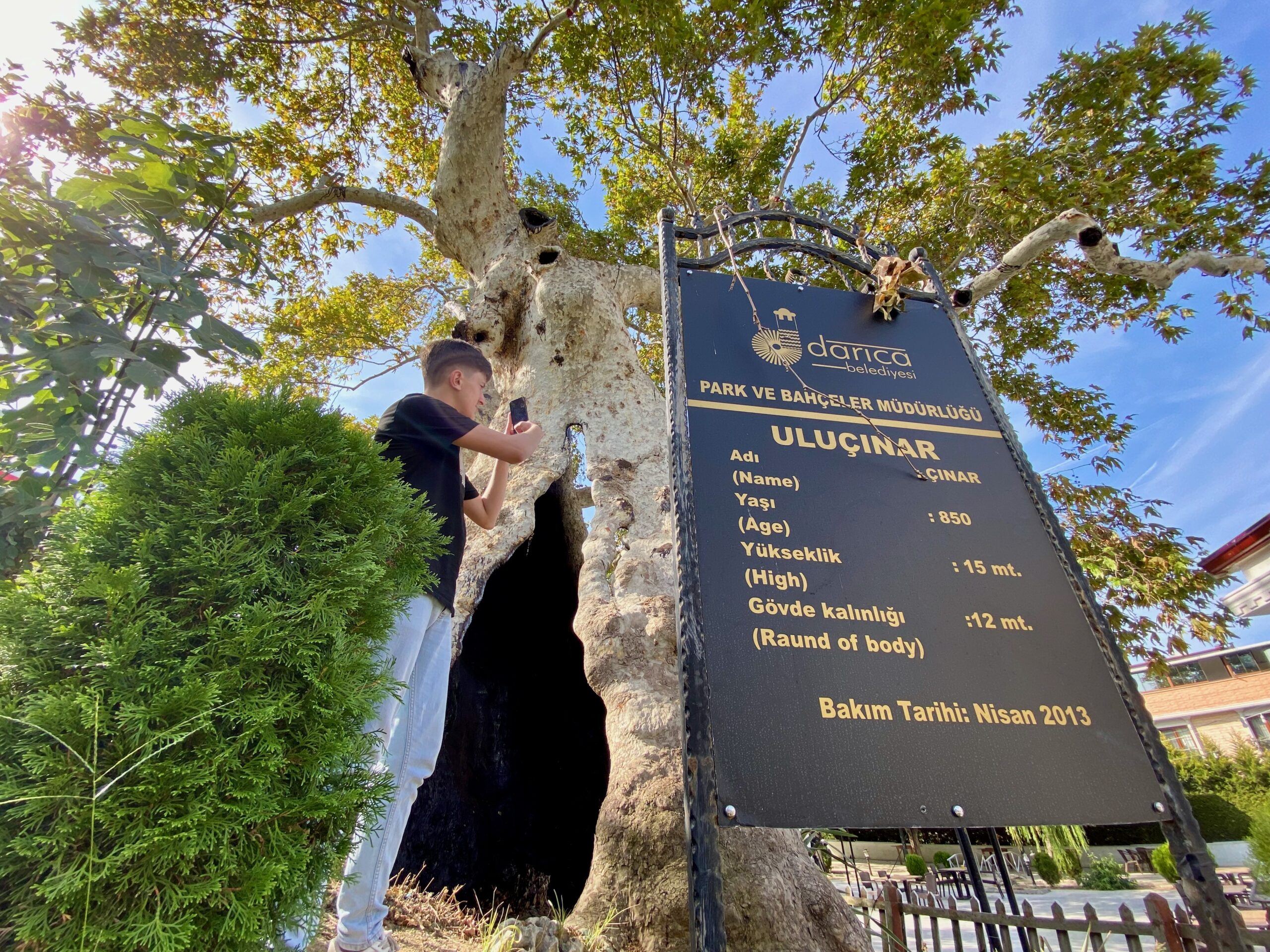Tarihi çınar ağacı ihtişamıyla 860 yıldır ayakta duruyor
