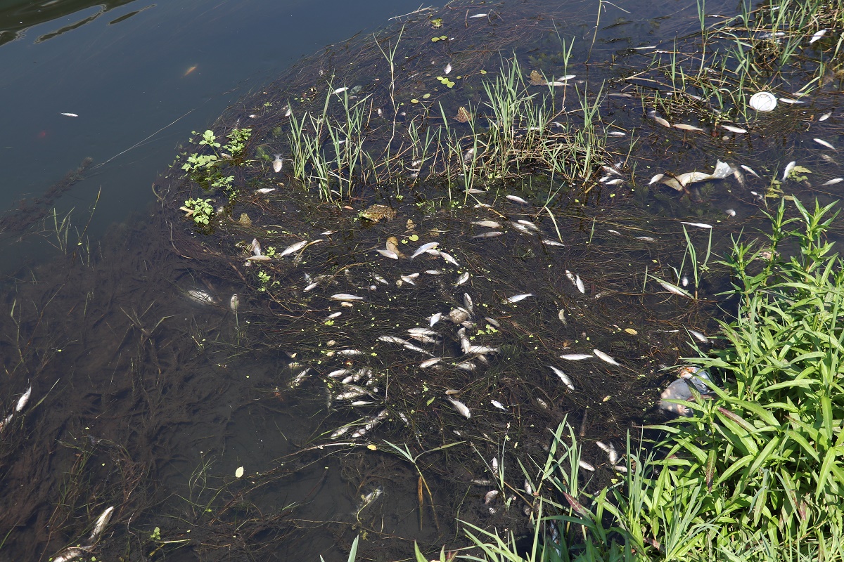 Sakarya’da toplu balık ölümleri