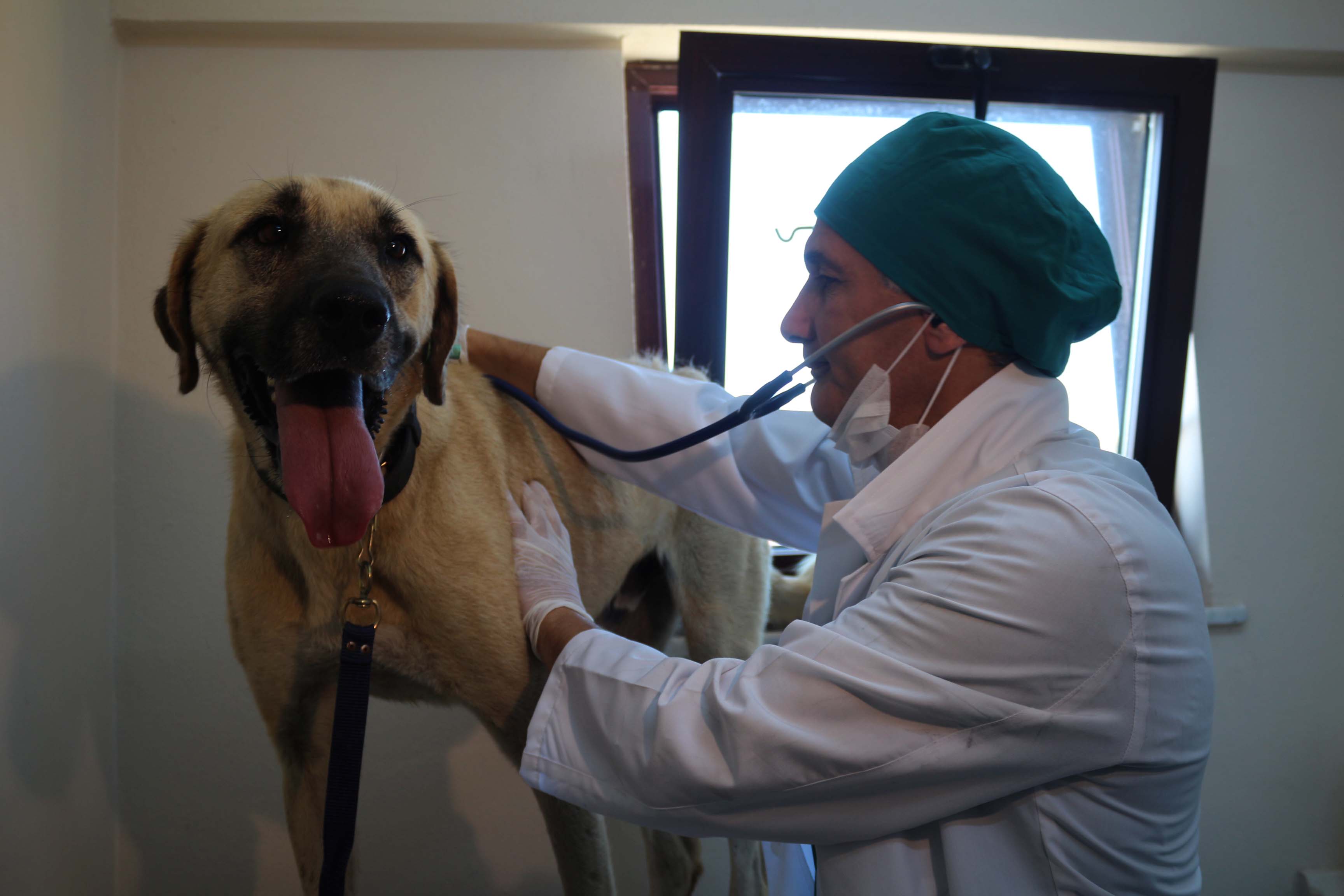 Sırtta taşınan hasta köpek tedavi ediliyor