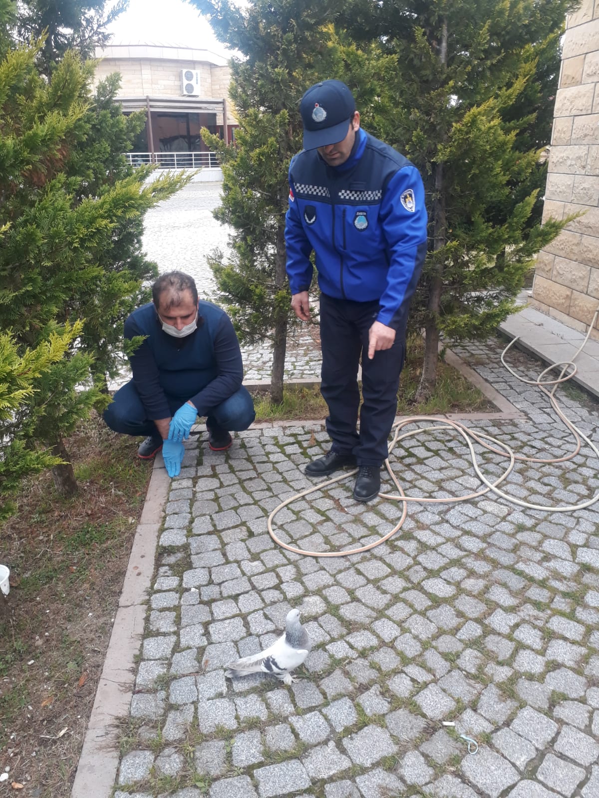 Kocaeli’de yaralı bulunan güvercinler tedavi edildi