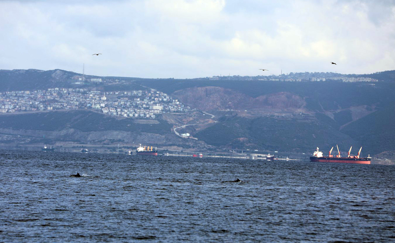 İzmit Körfezi’nin “sevimli yunusları” renkli görüntüler oluşturdu