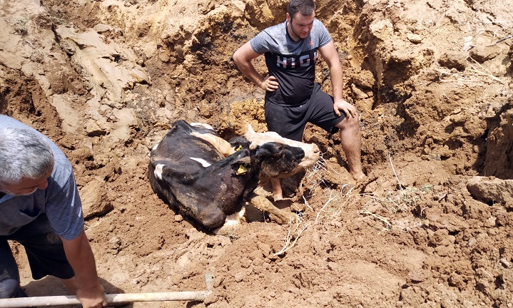 Gebze’de bataklığa saplanan inek iş makinesiyle kurtarıldı