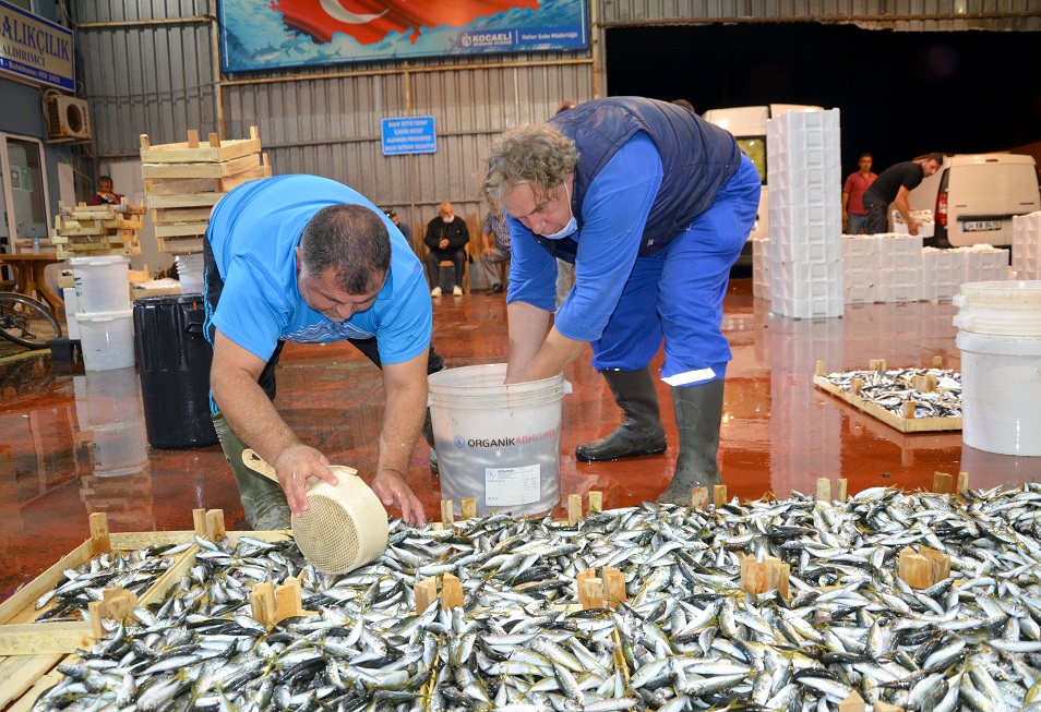 Kocaeli’de av sezonunun ilk gününde yakalanan 3 ton balık kısa sürede satıldı