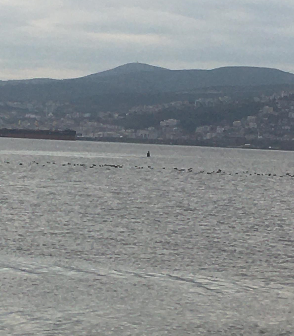 Kocaeli’de kaçak midye avcılığı yapan 3 kişi yakalandı