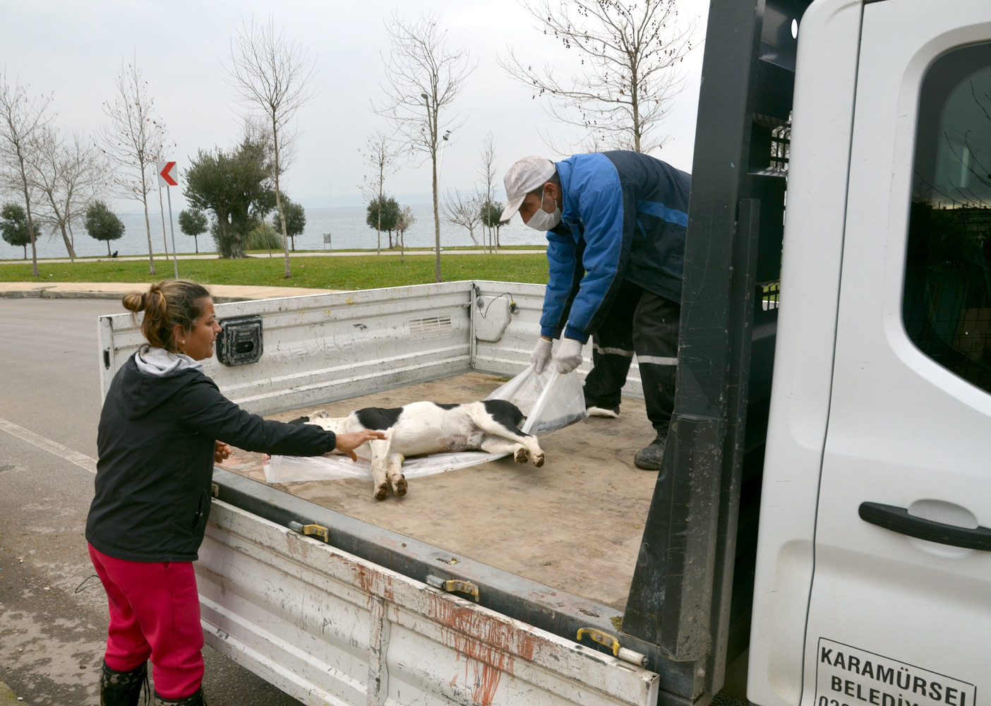 Kocaeli’de 3 sokak köpeğinin ölümüne ilişkin soruşturma