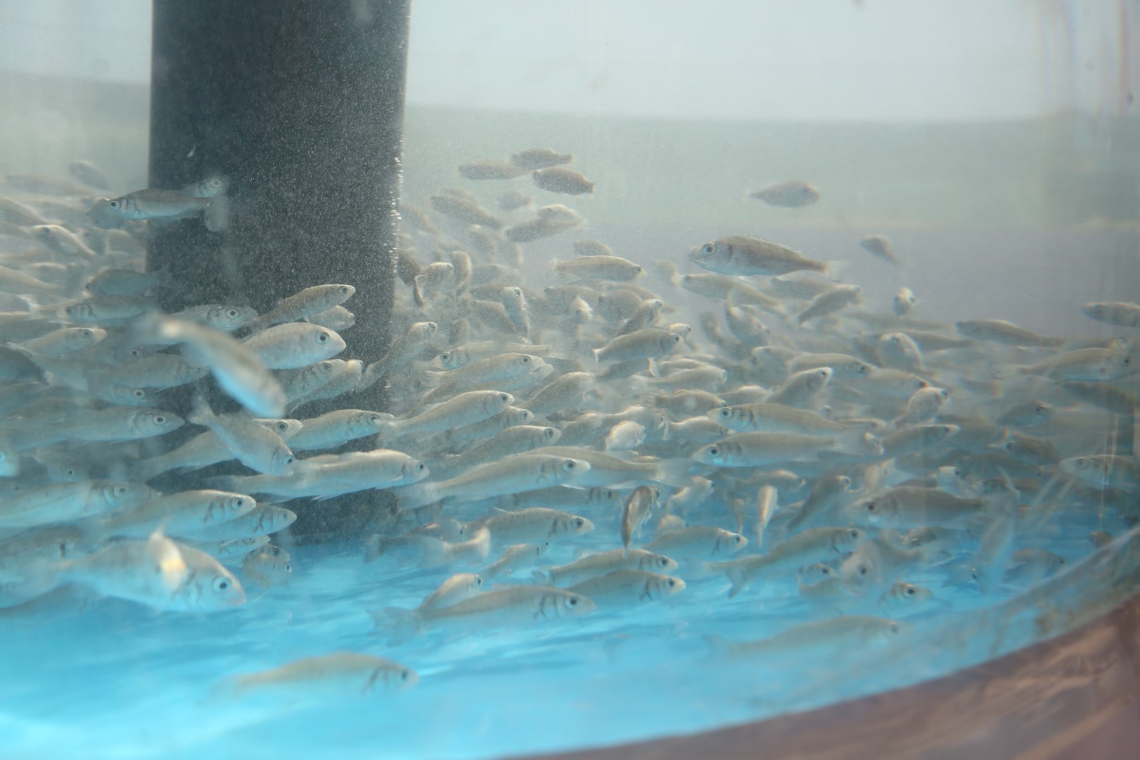 İzmit Körfezi’ne 5 bin yavru balık daha salınacak