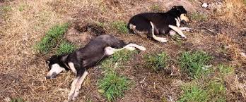Sakarya’da 5 köpeğin zehirlendiği iddiası