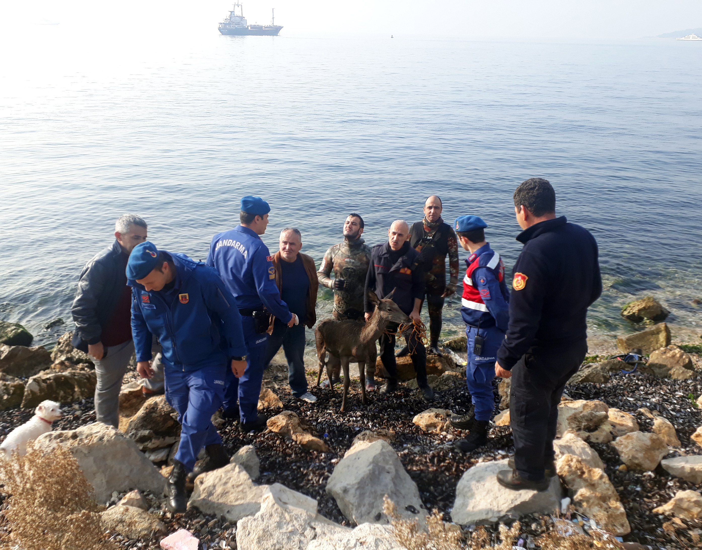 Köpeklerden kaçarken denize atlayan ceylan kurtarıldı